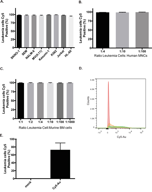 Highly efficient uptake of Au-NPs by leukemia cells.