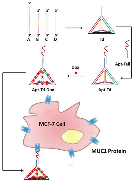 Schematic illustration of the design of the aptamer-modified DNA tetrahedron for selective delivery of doxorubicin to MUC1-positive breast cancer cells.