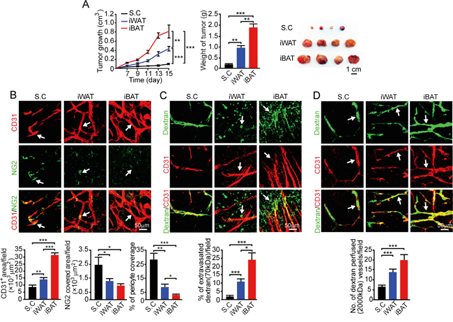 Growth rate, angiogenesis, permeability, and blood perfusion of EO771 mouse mammary tumors.