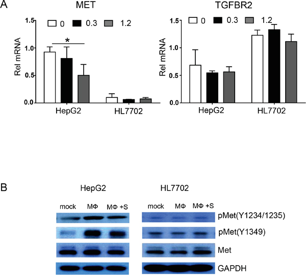 Polarized macrophages pretreated with sorafenib inhibit HGF-Met signaling in HepG2 cells.