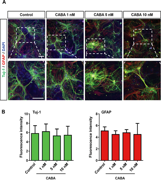 Cabazitaxel is not toxic to primary neurons and astrocytes.