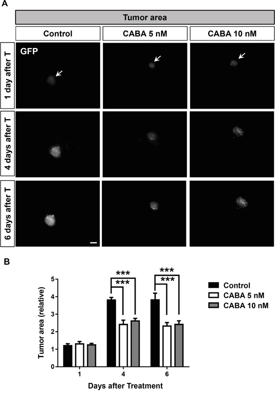 Cabazitaxel reduces glioma growth and tumor size in ex vivo VOGiM cultures.