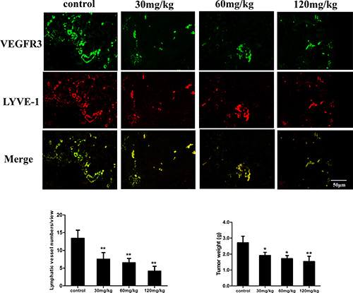 Fucoidan inhibits lymphangiogenesis in vivo.