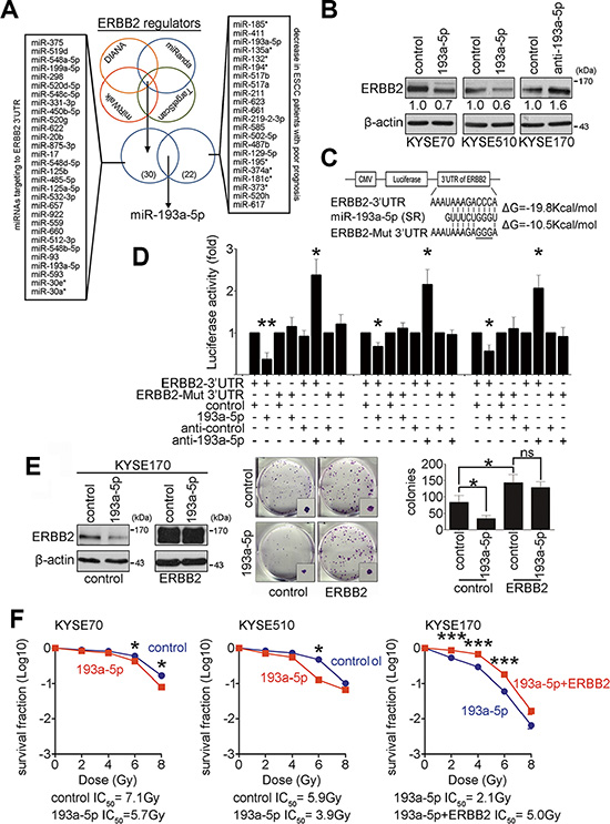 Down-regulation of ERBB2 is regulated by miR-193a-5p to enhance radiosensitivity.