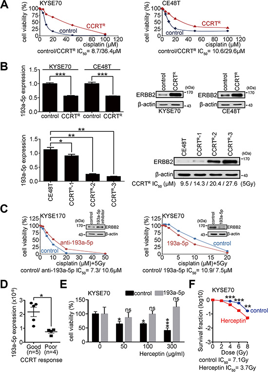Overexpression of miR-193a-5p decreases ERBB2 expression and enhances the CCRT response in ESCC.