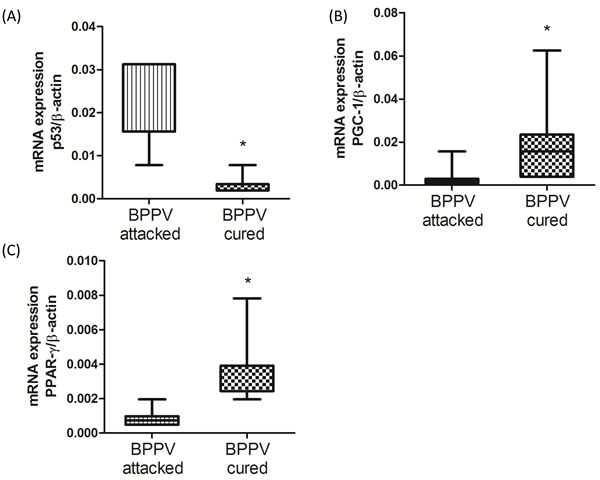 Expression levels of SIRT1 downstream genes in BPPV-attacked and BPPV-cured patients after treatment of maneuver exercise.