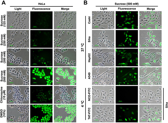 The penetrating efficiency of TAT can be enhanced by suitable concentration of sucrose, glucose as well as manntioll.