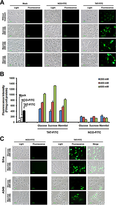 TAT-FITC uptaken by different cells treated with sucrose, glucose and manntiol.