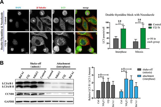 Autophagy is active in nocodazole-induced mitosis.