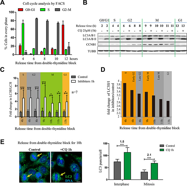 Autophagic flux is active in mitotic cells released from double thymidine block.