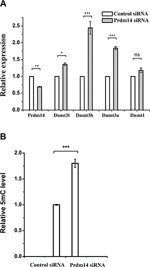 The effect of Prdm14 on Dnmt and DNA methylation in mouse ESCs.