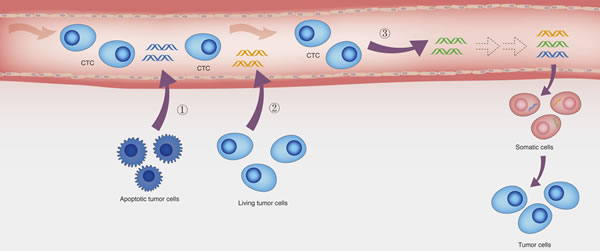 The potential origins of ctDNA and the hypothesis of genometastasis.