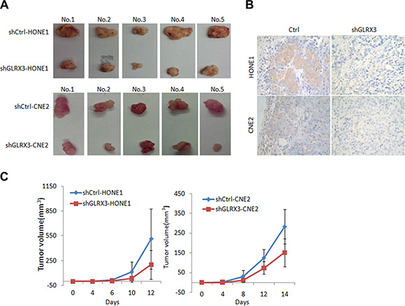 Knockdown of GLRX3 reduced tumorigenicity of NPC cells in nude mice.