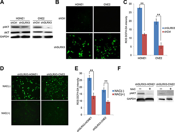 Knockdown of GLRX3 in NPC cells decreases pAKT independent of reactive oxygen species (ROS) generation.
