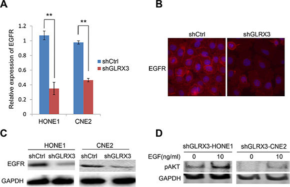 Epidermal growth factor receptor (EGFR) is essential for the effects of GLRX3 on inhibiting pAkt.