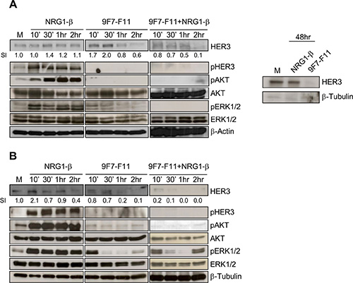 The anti-HER3 antibody 9F7-F11 inhibits NRG1-&#x03B2;-induced HER3 activation, leading to the blockade of the AKT and ERK pathways, and to HER3 degradation in cancer cells.