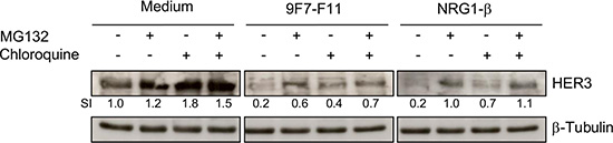 9F7-F11-induced HER3 degradation mainly occurs through the proteasome pathway.