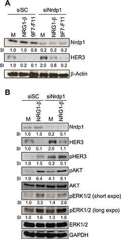 The E3 ubiquitin ligase Nrdp1 is involved in NRG1-&#x03B2;-induced, but not in 9F7-F11-induced HER3 degradation in pancreatic BxPC3 cells.