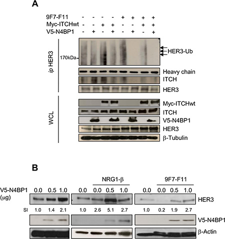 N4BP1 overexpression inhibits 9F7-F11-mediated HER3 ubiquitination and degradation induced by ITCH, and promotes HER3 protein stabilization in BxPc3 cells.