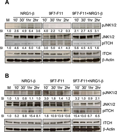 The anti-HER3 antibody 9F7-F11 induces JNK1/2 phosphorylation leading to ITCH activation in cancer cells.