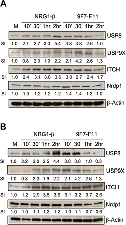 The anti-HER3 antibody 9F7-F11 increases USP8 and USP9X expression, leading to ITCH stabilization cancer cells.