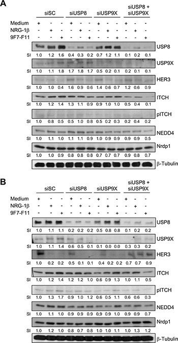 Simultaneous USP8/USP9X silencing inhibits ITCH-mediated HER3 degradation induced by 9F7-F11 in cancer cells.