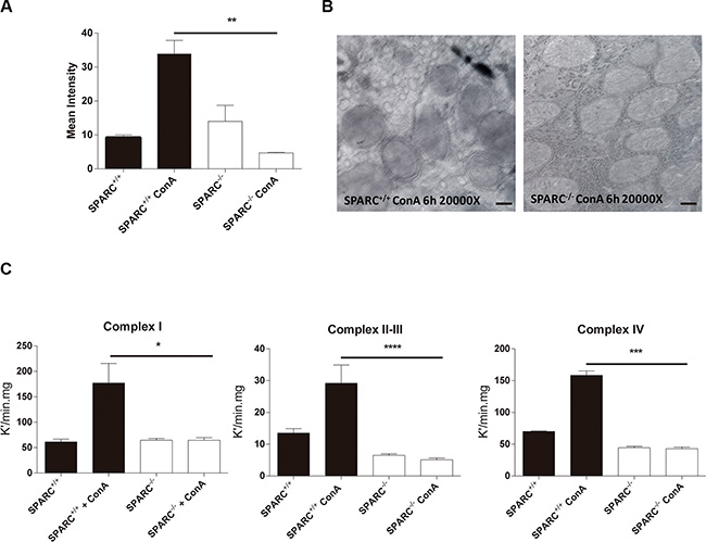 Absence of SPARC is associated with protection of mitochondrial function.