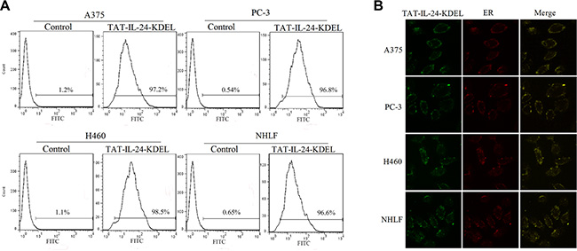 TAT-IL-24-KDEL penetrates cells.