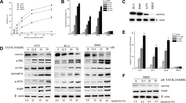 IL-24 induces apoptosis in cancer cells.