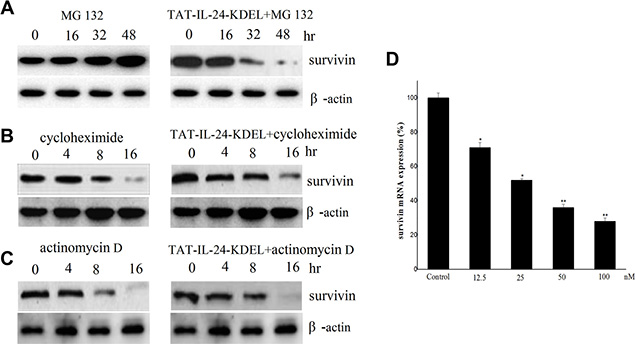 Survivin is downregulated by TAT-IL-24-KDEL at transcription level.
