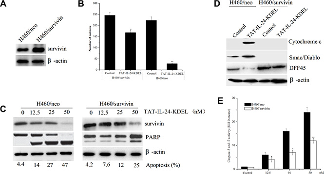 Forced expression of survivin blocks TAT-IL-24-KDEL-induced apoptosis in cancer cells.
