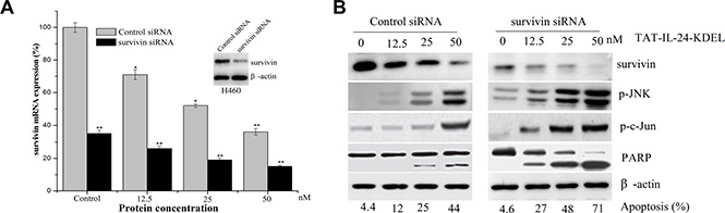 Downregulation of survivin by siRNA sensitizes cells to TAT-IL-24-KDEL-induced death.