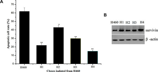 Isolation of H460 cell clones resistant to TAT-IL-24-KDEL and overexpression of survivin in the resistant clones.
