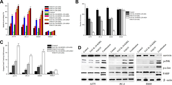 Enhanced inhibition of in vitro growth by a combination of YM155 and TAT-IL-24-KDEL.