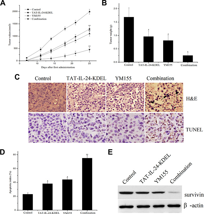 The combination regimen of TAT-IL-24-KDEL and YM155 additively inhibits tumor growth in nude mice.