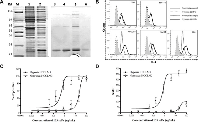 Characterization of the hypoxia-binding H103 scFv Ab.