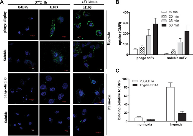 Internalization and binding analysis of the H103 scFv Ab.