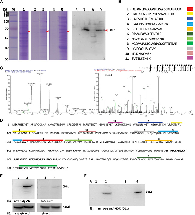 Identification of the antigen bound with the H103 scFv Ab.