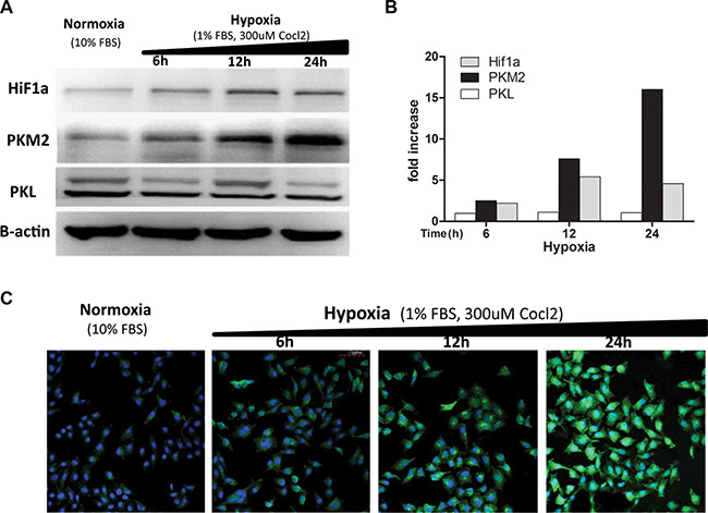 Hypoxia induces increased expression of the PKM2 protein.