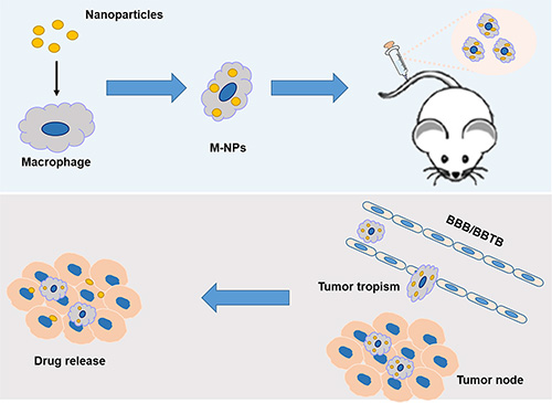 Schematic illustration of the construction of &#x2018;Macrophage-NPs&#x2019; and their targeting delivery into brain tumor.