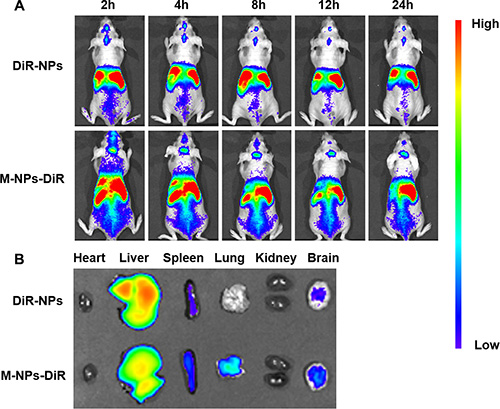 In vivo imaging of brain glioma-bearing nude mice administrated with DiR-labeled NPs and M-NPs at different time points (A), Ex vivo imaging of major organs collected at 24 h after dosing (B).