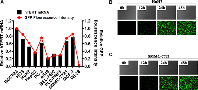 oHSV1-hTERTp-GFP selective replication in human cancer cells.