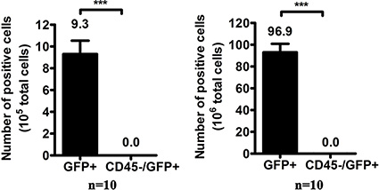 The number of GFP-positive cells per 106 white blood cells after oHSV1-hTERT-GFP infection.