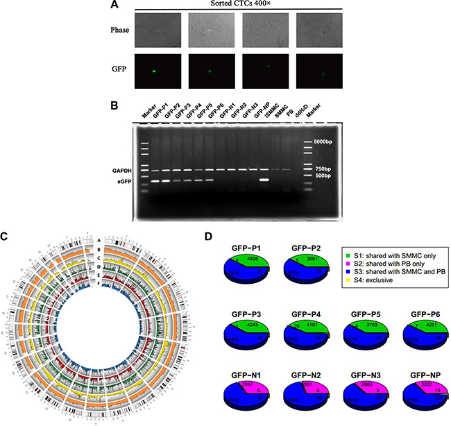 Validation by single-cell sequencing.