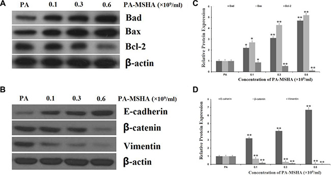 Effects of PA-MSHA on apoptosis- and EMT-related proteins.