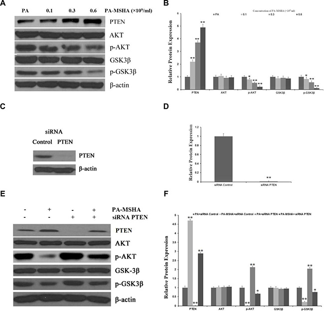 PA-MSHA inhibits the activation of the AKT signaling pathway by increasing PTEN expression.