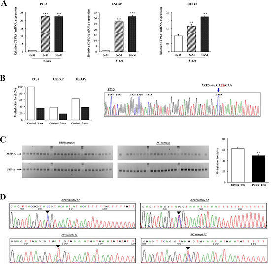 Analysis of CYP1A1 methylation in region A (XRE-1383).