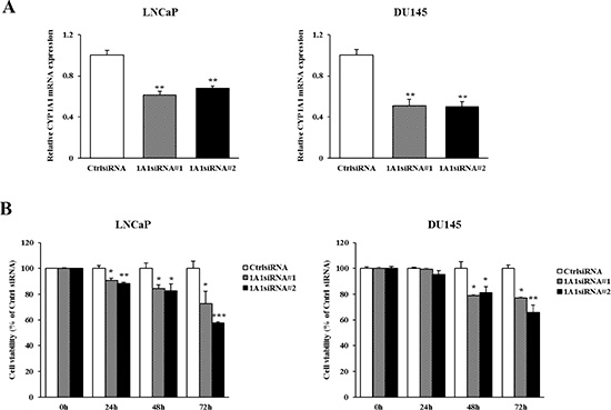 Effect of CYP1A1 knockdown on cell proliferation in prostate cancer cell lines.