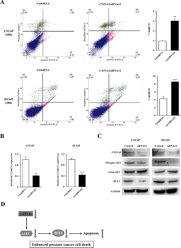 Effect of CYP1A1 knockdown on apoptosis.