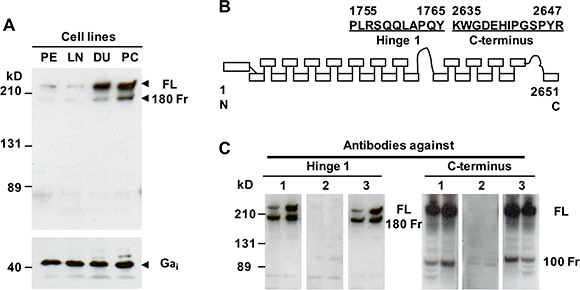 Endogenous filamin A expression and characterization of two anti-filamin A antibodies.